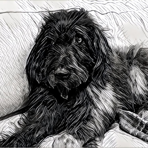 Meet your Posher, Danielle - Picture 1 of 1